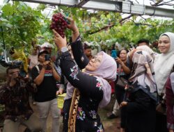 Pj Ketua TP-PKK Provinsi Lampung Dukung Pengembangan Anggur Pringsewu